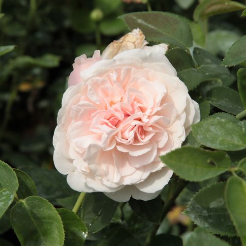 Rosen Online Shop - englische rosen - rosa - Rosa Auswith - mittel-stark duftend - David Austin - Die Blüten sind vollgefüllt, die inneren Blütenblätter wellig, der außere Rand bleicht aus, wird weiß. Sie duften betörend und blühen im ganzen Sommer.